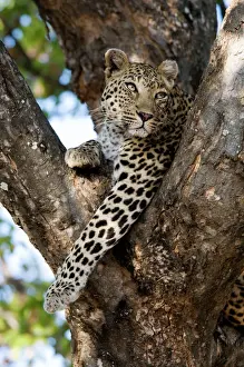 Gato Salvaje Imprime: El leopard descansa en la bifurcación de un árbol