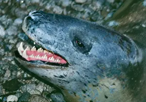 Leopardo Imprime: Lobo marino