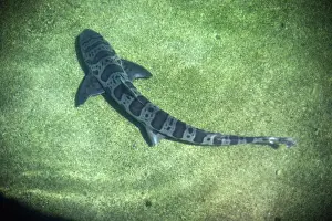 Shark Conservation Images Imprime: Leopard Shark