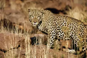 Leopard Namibia Imprime: Leopards - Namibia