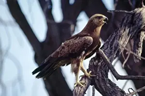 Personal Use Only Prints Imprime: Lesser Spotted Eagle