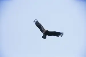 Wildlife Raptors Images Imprime: Lesser Spotted Eagle - in flight