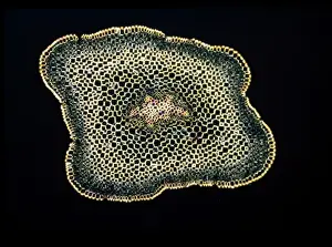 Light Microscope Images Imprime: Light Micrograph (LM): A transverse section of a stem of Whisk Fern (Psilotum nudum); Magnification x18 (on 10)