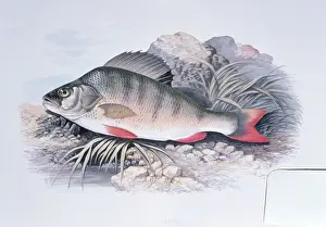 Wildlife Prints Imprime: Lithograph - of Perch