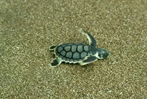 Tortugas Imprime: Tortuga de cabezalón - Cría que va al mar en la playa de Mon Repós