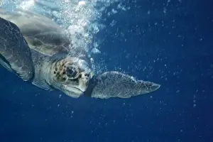 Tortugas Marinas Imprime: Tortuga de cabezalón - Tortuga de cabezalón rodeada por sus propias burbujas sumergiéndose después de tomar un aliento