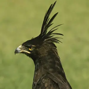 Wildlife Artwork For Sale Imprime: Long-crested Hawk Eagle