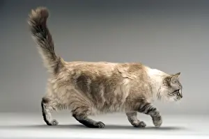 Indoor Pet Animals Imprime: Long-haired Cat - in studio