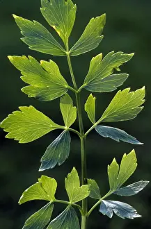 Lovage Plant Imprime: Lovage