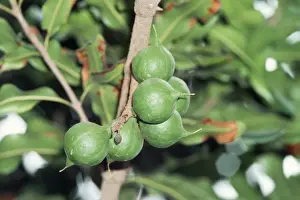 Close Up Nuts Imprime: Macadamia Tree - close-up of nuts