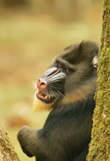 Central African Mammals Imprime: Mandrill Baboon