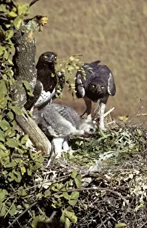 Bird Nest Photography Imprime: Martial Eagle
