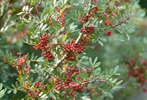 Pistacia Lentiscus Imprime: Mastic Tree