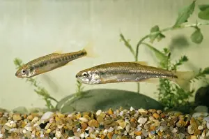 Ardea London Prints Imprime: Minnows