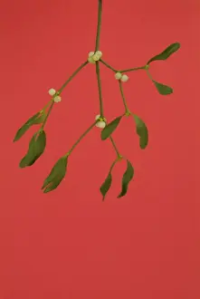 Mistletoe Plant Imprime: Mistletoe