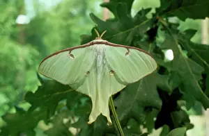Lepidoptera Species Images Imprime: Moon Moth