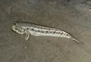 European Freshwater Fish Imprime: Mud Skipper