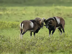 European Mouflon Rams Imprime: Mufflon