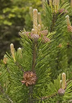 Pinus Mugo Imprime: Mugo pine