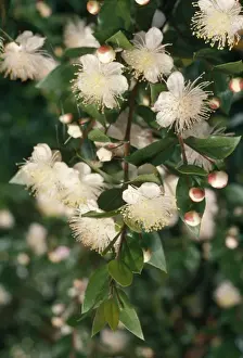 White Flowers In Nature Imprime: Myrtle