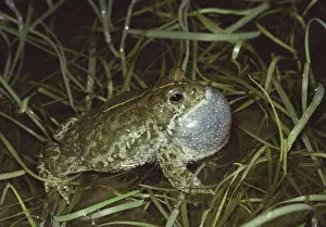Bufo Calamita Habitat Imprime: Natterjack Toad - singing
