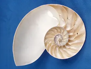 Nautilus Shell Imprime: Nautilus - section