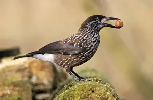 Duncan Usher Photography Imprime: Nutcracker - with hazel nut in beak, winter