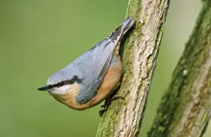 Personal Display Art Prints Imprime: Nuthatch