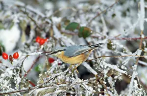 Trepadores Imprime: Cacholote en invierno