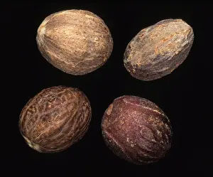 Black Background Studio Photography Imprime: Nutmeg