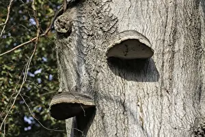 Single Oak Tree Image Imprime: Oak Polypore