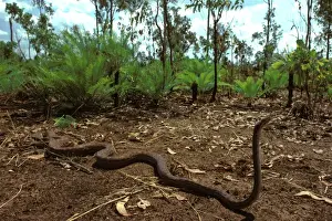 Northern Territory Reptiles Imprime: Oenpelli Rock Python - Arnhemland, Northern Territory, Australia JPF00083
