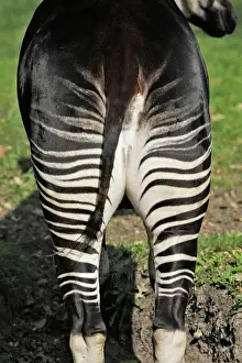 Impresiones de La 16615 WAT Okapi hembra en cautiverio Copenhague Dinamarca okapia johnstoni M Giraffidae Imprime: Okapi femenino, en cautiverio