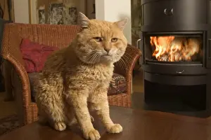 Vintage Cat Art Imprime: Old Cat - In front of fire