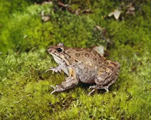 Unique Animal Wall Art Imprime: Painted Frog