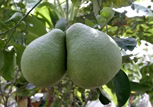 Tropical Citrus Fruits Imprime: Pamplemousse / Shaddock