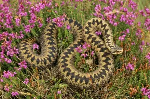 Heather Landscape Photography Imprime: Adder In heather, UK