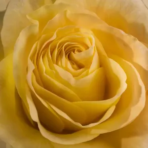 Studio Flower Photography Imprime: Yellow Rose