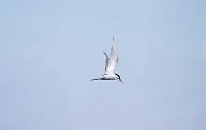 Birdwatching In Peru Imprime: Peruvian Tern Peru