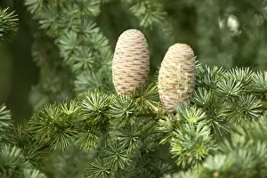 Pine Cone Photography Imprime: Pine Cones on Cedar Tree