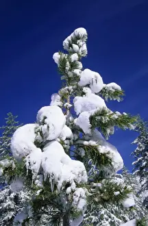 Russian Wilderness Photography Imprime: Pine Tree - crown after a snowfall