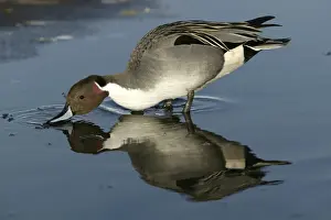 M Watson Wildlife Photography Imprime: Pintail - drinking