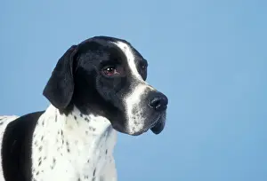 Hunting Dog Images Imprime: Pointer Dog