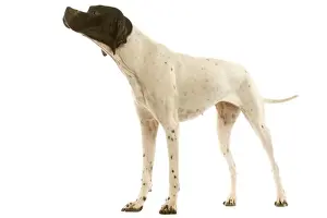 Pet Photography Services Imprime: Pointer - in studio