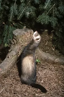 Johan De Meester Artwork Imprime: Polecat