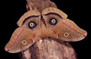 Moth Species Identification Imprime: Polyphemus Moth - Intimidation posture