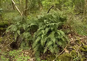 West Country Landscapes Imprime: Polypody