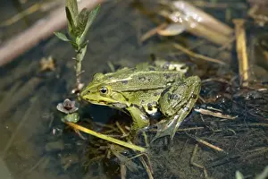 European Frog Species Imprime: Pool Frog