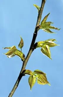 Poplar Leaf Imprime: Poplar - leaf