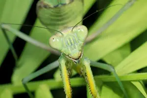 Mantodea Imprime: Oración de la Mariposa Mantis